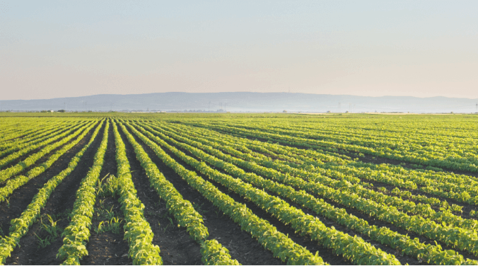 soybean field
